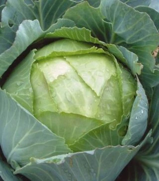 Семена белокочанной капусты Арос F1, п.о. 2,5 тыс. семян (Moravo Seed)