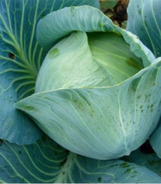 Насіння білоголової капусти Бірюза, 100 г (Satimex)