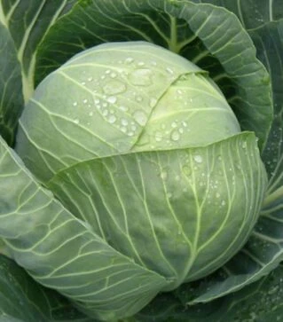 Семена белокочанной капусты Багратион (CRX 16093) F1, п.о. 2,5 тыс. семян (Seminis)