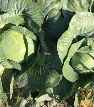 Насіння білоголової капусти Вісконті F1, п.о. 2,5 тис. насінин (Clause)