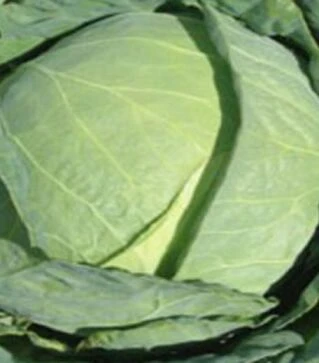 Насіння білоголової капусти Галаксі F1, п.о. 500 насінин (Nong Woo Bio)