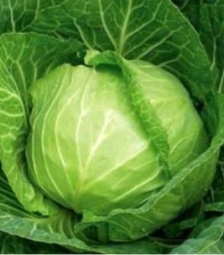Насіння білоголової капусти Голден Бол F1, п.о. 2,5 тис. насінин (Nong Woo Bio)