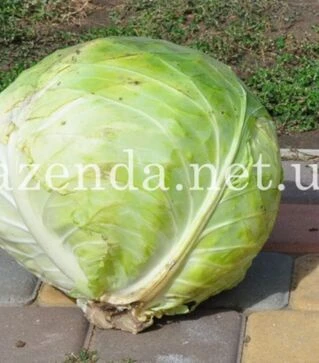 Насіння білоголової капусти Діжон F1, п.о. 2,5 тис. насінин (Libra Seeds)