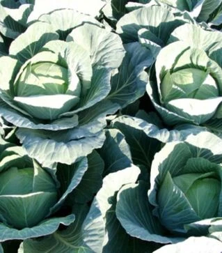 Насіння білоголової капусти Джинтама F1, п.о. 1 тис. насінин ( Rijk Zwaan )