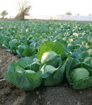 Насіння білоголової капусти Етма F1, п.о. 25 насінин (Rijk Zwaan)