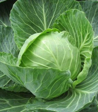 Семена белокочанной капусты Заказ F1, п.о. 2,5 тыс. семян (Seminis)