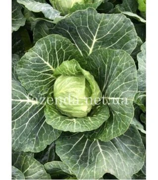 Насіння білоголової капусти Зарісіма F1, п.о. 1 тис. насінин (Rijk Zwaan)