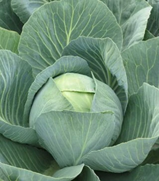 Семена белокочанной капусты Золтан F1, п.о. 10 тыс. семян (Hazera)
