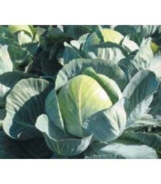Насіння білоголової капусти Кілогерб F1, п.о. 2,5 тис. насінин (Syngenta)