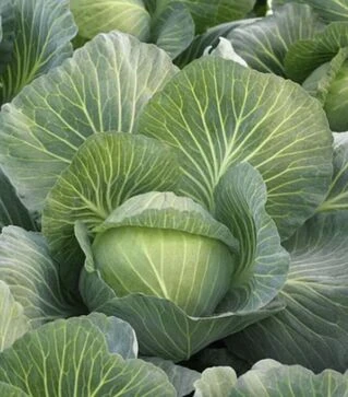 Семена белокочанной капусты Киласис F1, п.о. 2,5 тыс. семян (Syngenta)