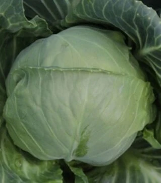 Насіння білоголової капусти Канто F1 (КС 412), п.о. 1 тис. насінин (Kitano Seeds)