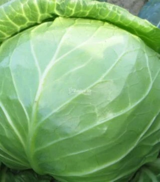 Насіння білоголової капусти Констебль F1, п.о. 2,5 тис. насінин (Clause)