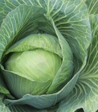 Семена белокочанной капусты Копенгаген Маркет, 100 г (Satimex)