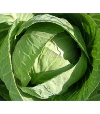 Насіння білоголової капусти Копенгаген Маркет, 100 г (United Genetics)