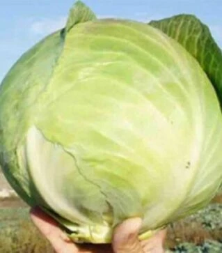 Семена белокочанной капусты Коронет F1, п.о. 1 тыс. семян (Sakata)