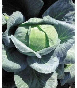 Семена белокочанной капусты Ларсия F1, п.о. 2,5 тыс. семян (Seminis)