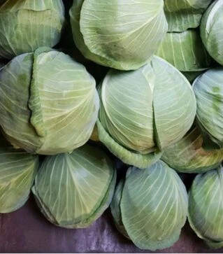 Насіння білоголової капусти Лотто F1, п.о. 100 насінин (Nong Woo Bio)