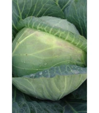 Семена белокочанной капусты Мидор F1, 1 кг (Moravo Seed)