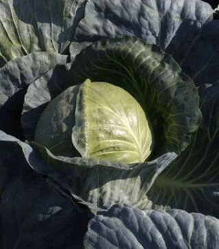 Семена белокочанной капусты Магион F1, п.о. 10 тыс. семян (Moravo Seed)