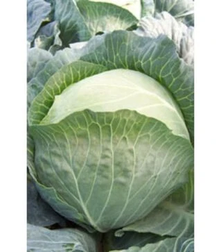 Насіння білоголової капусти Медісон F1, п.о. 10 тис. насінин (Moravo Seed)