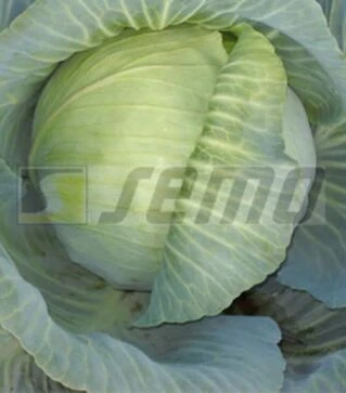 Насіння білоголової капусти Полар (Олімп), 20 г (Semo)