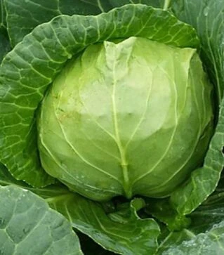 Семена белокочанной капусты Престара F1, п.о. 2,5 тыс. семян (Takii Seeds)