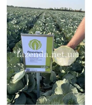 Семена белокочанной капусты Продикос F1, п.о. 2,5 тыс. семян (Syngenta)