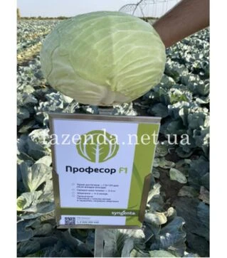 Семена белокочанной капусты Профессор F1, п.о. 500 семян (Syngenta)