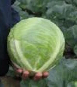 Насіння білоголової капусти Ріекшен F1, п.о. 2,5 тис. насінин (Bejo)