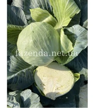 Семена белокочанной капусты Саксесор F1, п.о. 500 семян (Syngenta)
