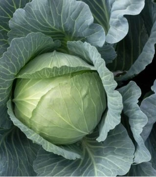 Насіння білоголової капусти Свінгма F1, п.о. 2,5 тис. насінин (Rijk Zwaan)