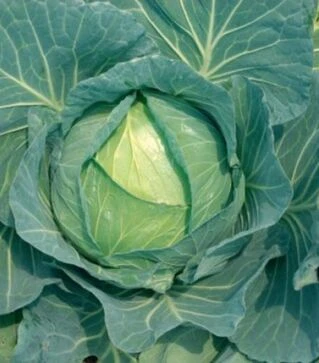 Насіння білоголової капусти Суприм Квін F1, п.о. 2,5 тис. насінин (Nong Woo Bio)