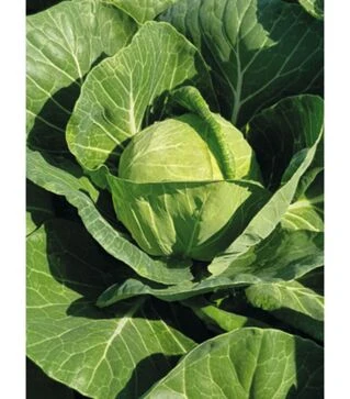 Насіння білоголової капусти Таліс F1, п.о. 2,5 тис. насінин (Bejo)