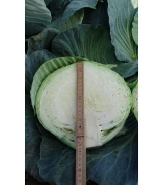 Насіння білоголової капусти Таргет F1, 25 г (Moravo Seed)