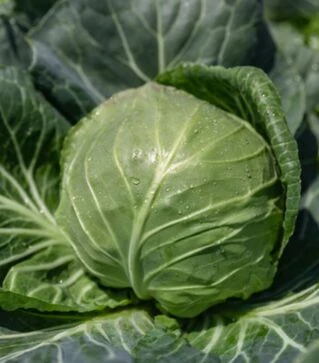 Насіння білоголової капусти Феліссіма F1, п.о. 2,5 тис. насінин (Rijk Zwaan)