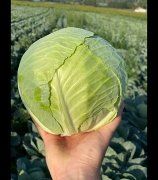 Семена белокочанной капусты Ханна F1, п.о. 2,5 тыс. семян (Yuksel)