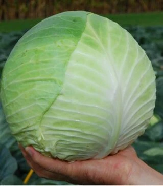 Семена белокочанной капусты Центурион F1, п.о. 100 семян (Clause)