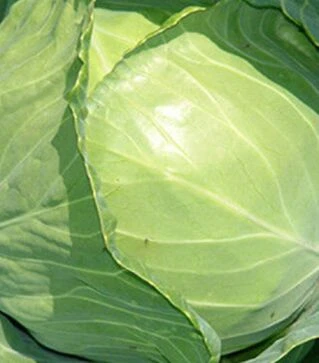 Насіння білоголової капусти Чампі F1, п.о. 2,5 тис. насінин (Seminis)