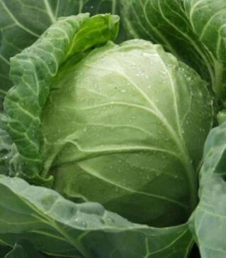 Насіння білоголової капусти Червнева, 500 г (Satimex)