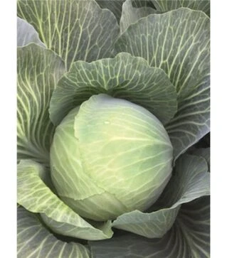 Насіння білоголової капусти Аксель F1, п.о. 2,5 тис. насінин (Bejo)