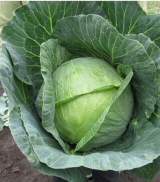 Насіння білоголової капусти Невада F1, п.о. 1 тис. насінин (Nasko)