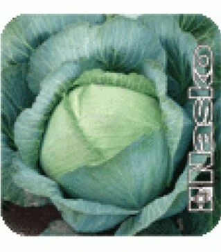 Насіння білоголової капусти Перлина F1, п.о. 1 тис. насінин (Nasko)