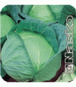 Насіння білоголової капусти Супер Екстра F1, п.о. 500 насінин (Nasko)