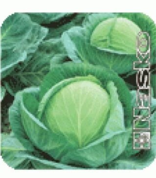 Насіння білоголової капусти Супер Козачок, п.о. 500 насінин (Nasko)