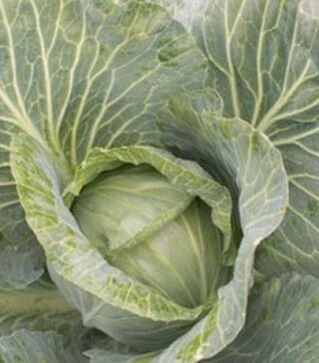 Насіння білоголової капусти JS 83 F1, п.о. 2,5 тис. насінин (Joeun Seeds)