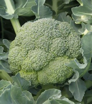 Насіння капусти броколі Агасі F1, п.о. 1 тис. насінин (Rijk Zwaan)