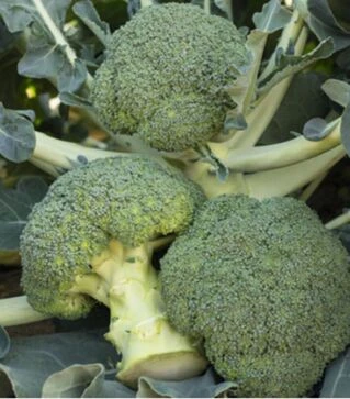 Насіння капусти броколі Батавія F1, п.о. 500 насінин (Bejo)