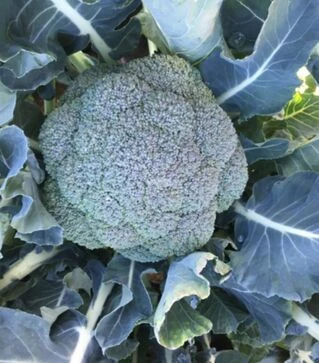 Семена капусты брокколи Вавилон F1, п.о. 2,5 тыс. семян (Clause)