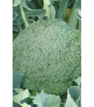 Семена капусты брокколи Лимба, 50 г (Moravo Seed)