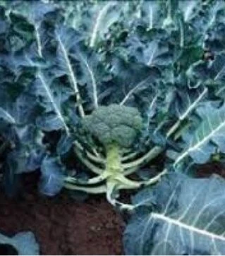 Насіння капусти броколі Монако F1, п.о. 500 насінин (Syngenta)